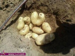 بر الوالدين