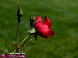 أجمل صور الطبيعة من ماخلق الله