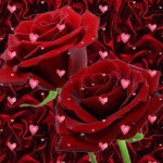 صور ورود طبيعيه 2014،   2015