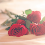 رمزيات للواتس اب ورود جميلة 2014 ، خلفيات واتس اب رومانسية 2015