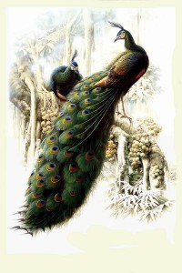 احلى صور لرسومات الطيور 2014