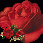 صور ورود حمراء تعبر عن الحب شكلها تجنن رومانسية تأخذ القلب 2014