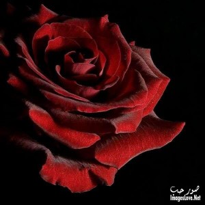 اجمل صور 2014 و اروع صور 2015 للرومانسيين  منتقاه بعناية فائقة