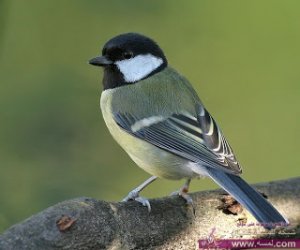 أجمل صور طبيعية للطيور 2014