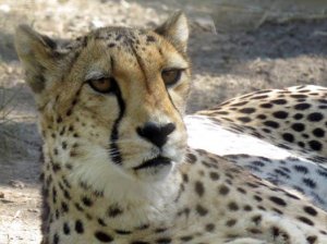 صور طبيعية ساحرة أجمل الصور الطبيعية وحيوانات