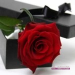 اجدد صور ورد احمر للعشاق  اجمل خلفيات ورد احمر للعشاق 2015