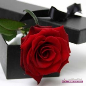اجدد صور ورد احمر للعشاق  اجمل خلفيات ورد احمر للعشاق 2015