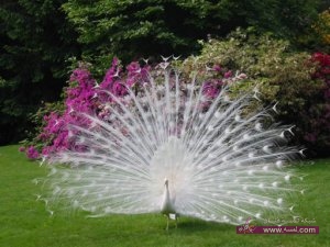 خلفيات لصور الطاووس روعه جمال رباني