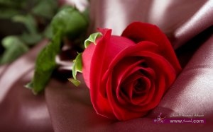 صور اجمل صور ورود احلي صور ازهار