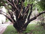 صور شجرة العنب البرازيلي Jabuticaba وفوائدها الرهيبة لعلاج الأمراض الخطيرة والمستعصية
