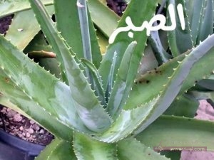 الفرق بين الصبر والصبار