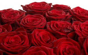 Roses_Full_HD_Wallpapers_laba.ws