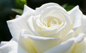 78483.beautiful-white-rose-in-the-world-hd-wallpaper