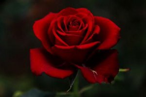 img_1383654794_507