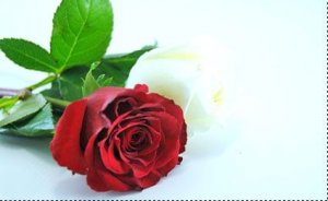 img_1383654796_607