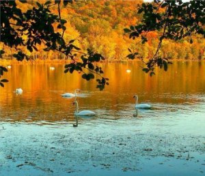 خلفيات-الطبيعة-3-450x387