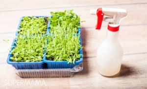 بالخطوات ازرعي اﻷعشاب اللازمة لتوابل المطبخ