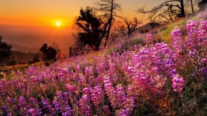 شروق,الشمس,منظر طبيعى (7)