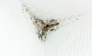 التخلص-من-الرطوبة-في-المنزل