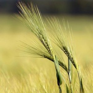 السعاده( الاخذ والعطاء )