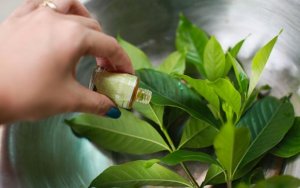 ٧ أعشاب ضعها في غرفتك للتخلص من الناموس والحشرات الطائرة