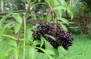 flies-plants-elderberry-1