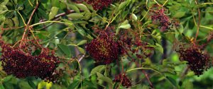 flies-plants-elderberry-2