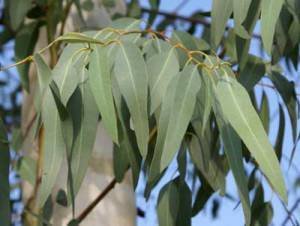 flies-plants-eucalyptus-oil-2