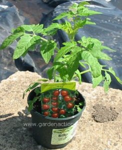 flies-plants-tomato-plant