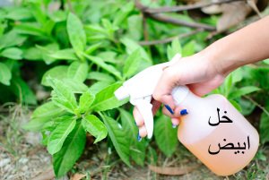 spraying-vigitables-2