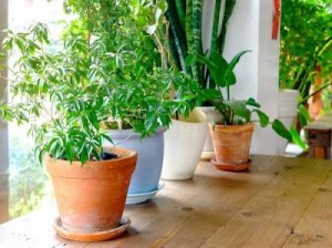 -علبة-الازهار-e1486639404902