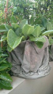 20046477_1195094753927855_6189841367660281610_n