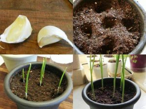 22885871_2187566367941904_2967194271331029328_n