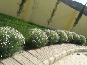 12920254_1751453305074185_6471597672756095416_n