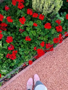 42202112_1438577446244909_6390049357986529280_n