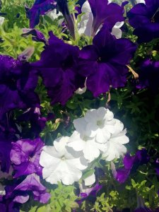 42206925_1438576432911677_7512956376998477824_n