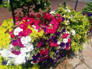 42291107_1438577142911606_6097462983053541376_n