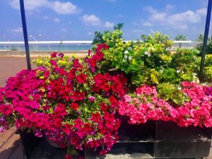 42299686_1438576356245018_6603838476200706048_n