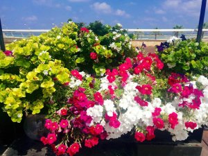 42319716_1438577016244952_8817482513392861184_n