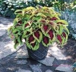 اشجار الزينة ذات اوراق ملونة سبحان الله الخالق  