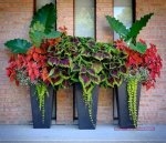 اشجار الزينة ذات اوراق ملونة سبحان الله الخالق   اشجار الزينة ذات اوراق ملونة سبحان الله الخالق