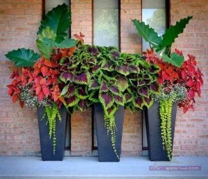 اشجار الزينة ذات اوراق ملونة سبحان الله الخالق  