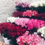 اجمل البوم صور ورود الحب والرومانسية لكل عشاق الورد قمة في الجمال والروعة