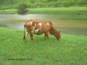 صلالة مدينة الضباب والخضرة