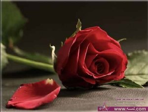 احلى صور ورود رومانسية روعه