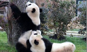 حيونات الغابة