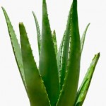 تعرفى على فوائد الصبار