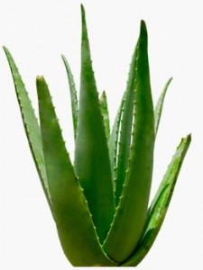 تعرفى على فوائد الصبار