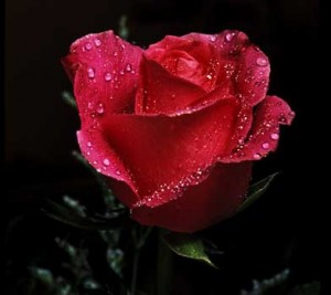 صور ورود جميلة خلفيات 2014