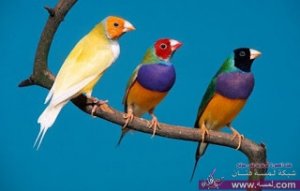 اروع صور العصافير بالوان جذابة خيالية 2015